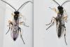 Campopleginae inconnu